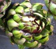 Artichokes