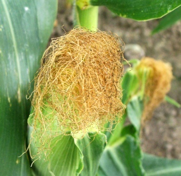 corn silk