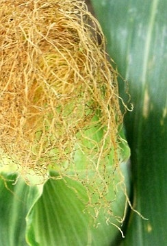 corn silk