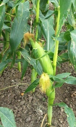 corn silk