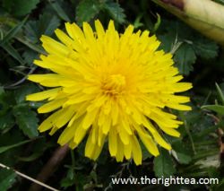 Dandelion 01