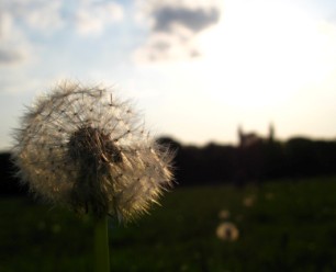 Dandelion 03