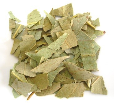 eucalyptus