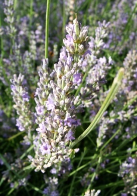 lavender oct2021