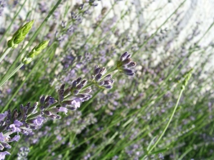 lavender