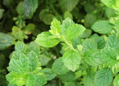 lemon balm