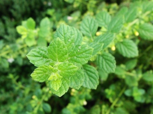 lemon balm