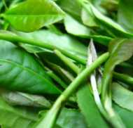 Longjing leaves