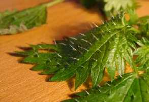 Nettle Leaf 01