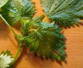 Nettle Leaf 01