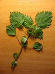 Nettle Herb 01