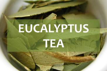 eucalyptus