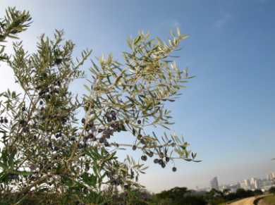 Olive Leaf Tea - Olive Tree