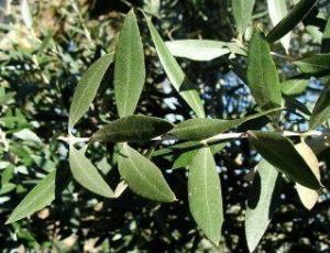 olive leaves