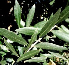 olive leaves