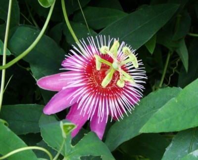 passion flower