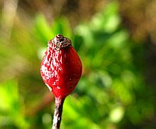 Wild Dog Rosehip