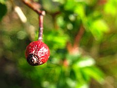 Wild Dog Rosehip