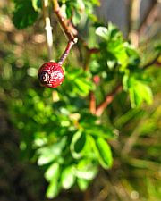 Wild Dog Rosehip