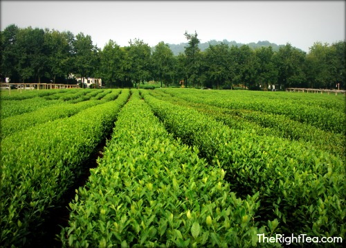 Hangzhou tea