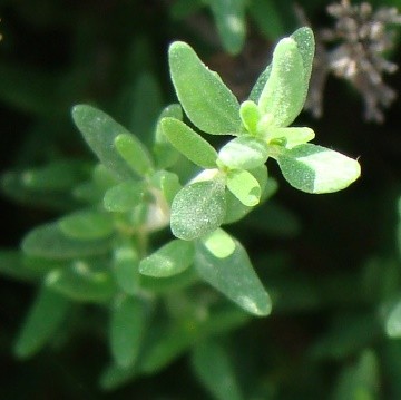 What Is Thyme?