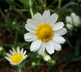 chamomile1