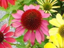 echinacea