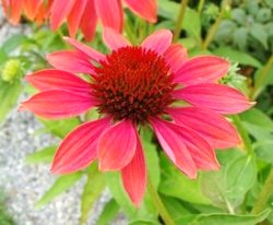 echinacea