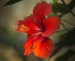 Hibiscus tea