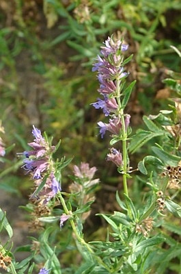 hyssop