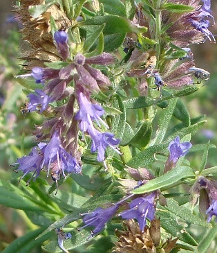 hyssop