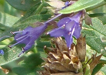 hyssop