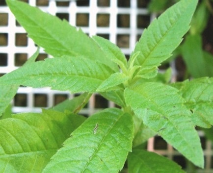 lemon verbena