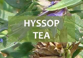 hyssop