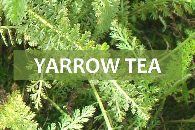 yarrow