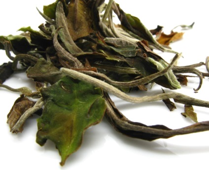 azorean white tea