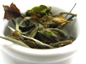 azorean white tea