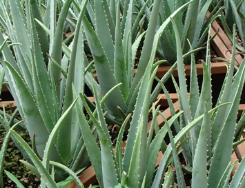 aloe vera