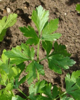 parsley