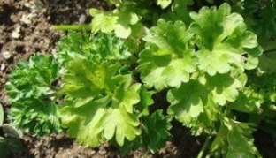 parsley