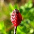 rosehip