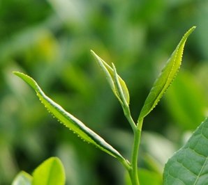 Hangzhou Tea