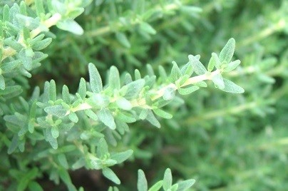 thyme