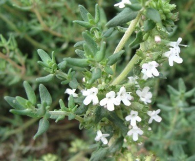 thyme