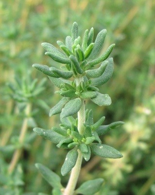 thyme