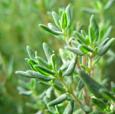 thyme