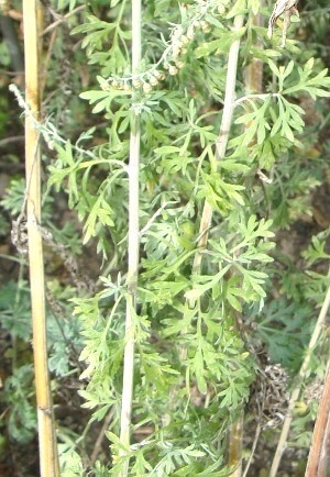 wormwood