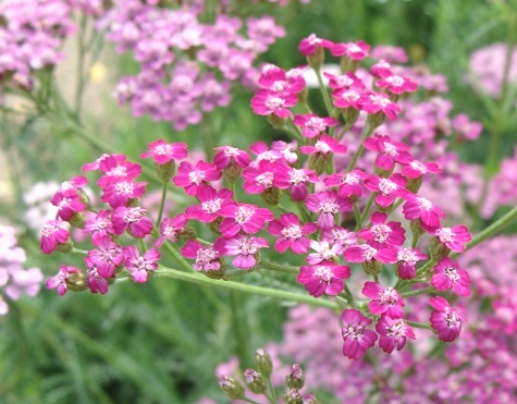 yarrow