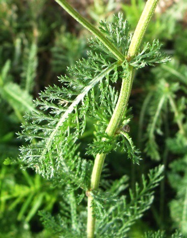 yarrow