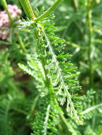 yarrow